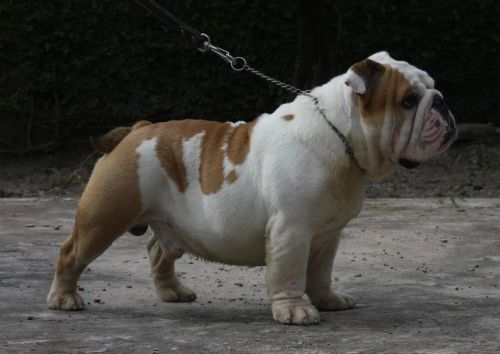 Bulldog Inglês - Filhote