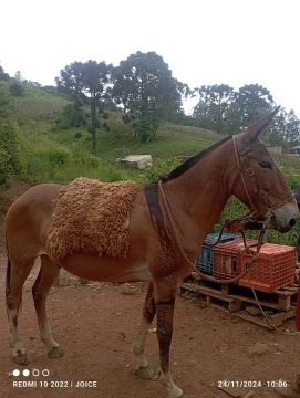 Vendo burro manso