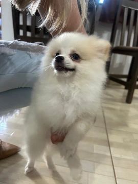 Filhote de Spitz Alemão