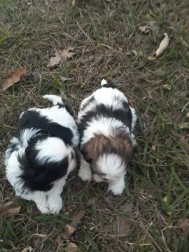 Filhotinhos e shih tzu, doguinhos carinhosos, venha retirar em loja.