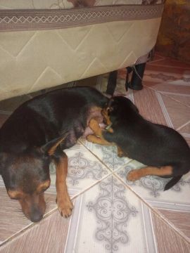 Mãe e filhote de Pinscher