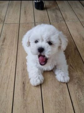 Filhotes de poodle