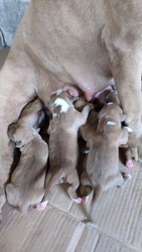 Filhotes de Pit mosnter