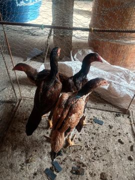 Vendo franguinhas índia.