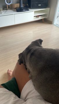 Filhote de american bully - Adorável e Brincalhão