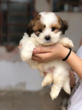 Vendo filhotes de lhasa apso