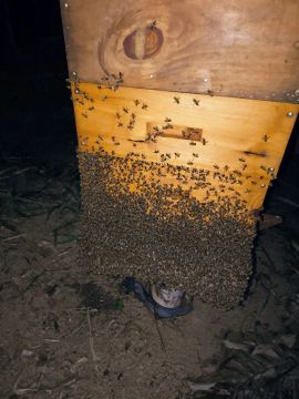 Caixa de abelhas com melgueira mais macacão de malha livre 