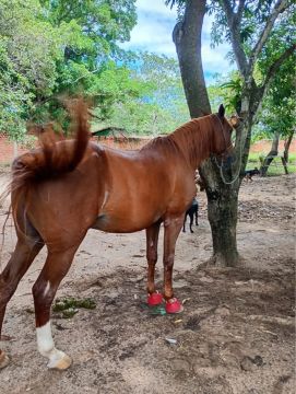 Cavalo lasan para venda