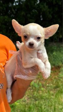 Chihuahua filhote