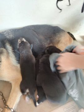 Filhotes de cachorro 