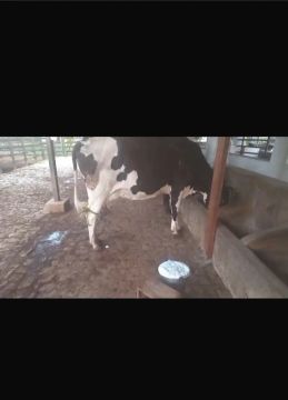 Vaca de leite Holandesa, dando 18L por dia nas 2 tiradas. Boa de tirar, mansa.