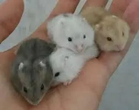 Hamster anão russo 