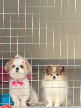 lulu da Pomerania / Shih Tzu 