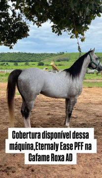 Cavalo de vaquejada 