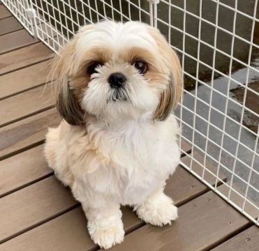 Shih Tzu Fofo Procurando Lar