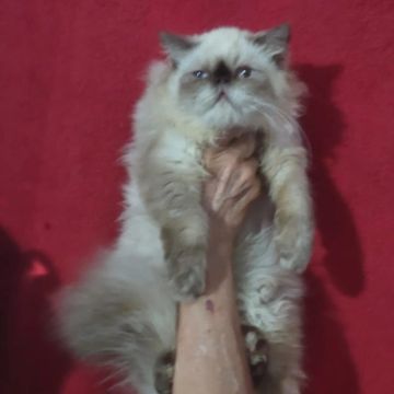 Persa macho com 4 mês com todas as vacinas 