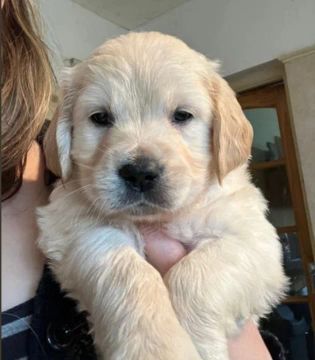 Golden Retriever lindos filhotes em promoção 