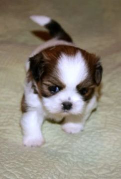 Shih Tzu - Fofura e Carinho Para Seu Lar!