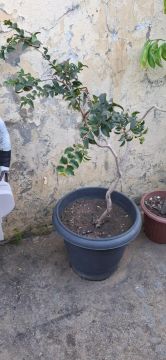 Muda de acerola no vaso