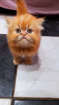 Gatinha persa fêmea 