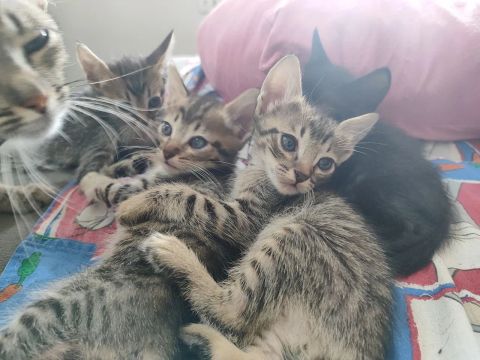 Gatinhos fofinhos para adoção