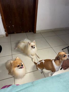 Spritzy alemão branco 