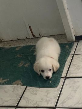 Shitzu c/ Poodle