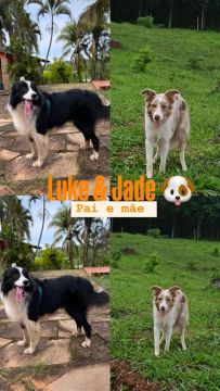 Filhotes Border Collie puros