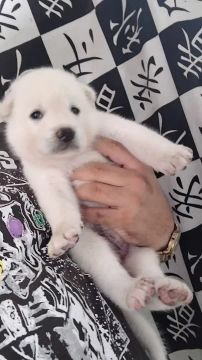 Filhotes de husk siberiano com akita inu a venda