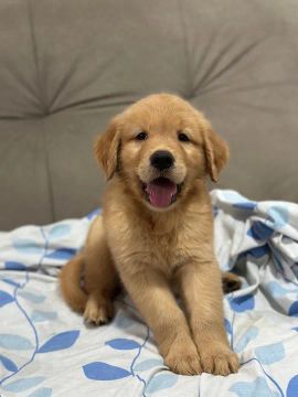 Filhote Golden Retriever