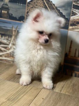 Spitz alemão Lulu da pomerania machos 