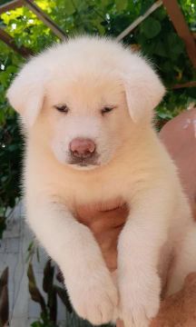 Filhotes de Akita Inu. Insta @akitainuforever