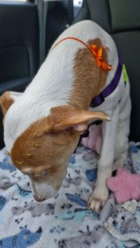 Filhote de cachorro para adoção responsável.