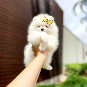 Os Branquinhos de Neve Chegaram Lulu da Pomerânia 