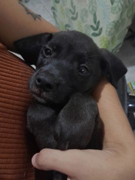 Estou doando viralata