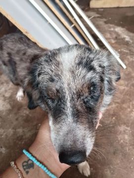 Cachorro de estimação para adoção