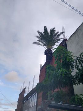 Palmeira 