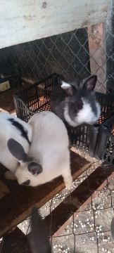 Vendo Lote com 17 coelhos 