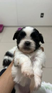 Shih Tzu filhote