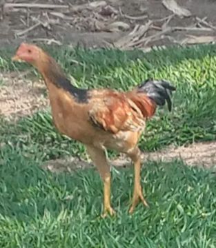 Franguinhos vendo