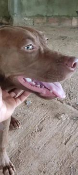 Doação filhote de Pitbull puro (último)