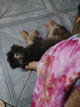 Cachorro para cruzar  polldo