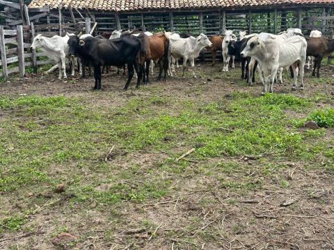 Garrotes para recria