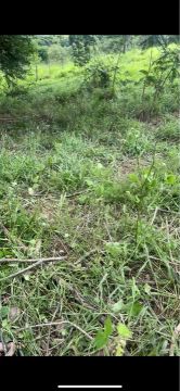 Terreno com área verde em local tranquilo