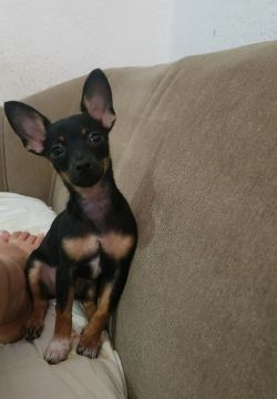 Pinscher fêmea 