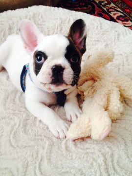 Bulldog Francês 