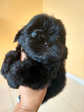 Shih Tzu Filhote