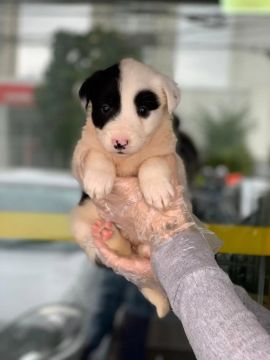 Border Collie lindos e saudáveis para alegrar seu dia !!