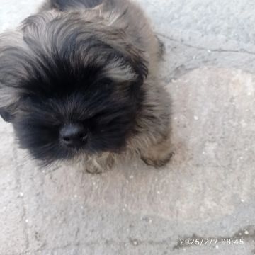 Filhote LHASA APSO 
