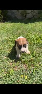Jack Russel filhotes 